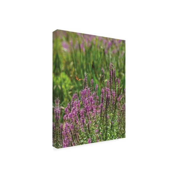 Kurt Shaffer Photographs 'Monarch In A Purple Marsh' Canvas Art,35x47